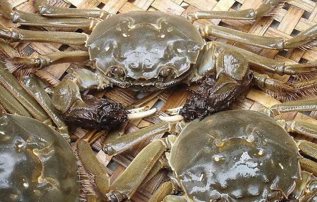 為啥海鮮禮品的死蟹不能吃？